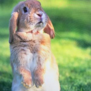 Meet your Posher, Haas